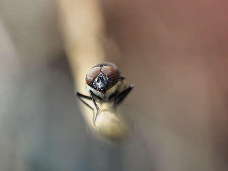 Fly