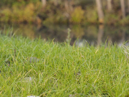 Grassの写真素材