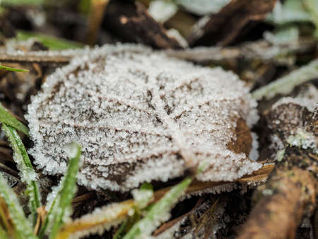 ice leafの写真素材