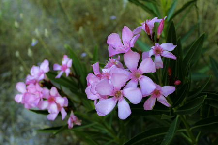 Pink Flower