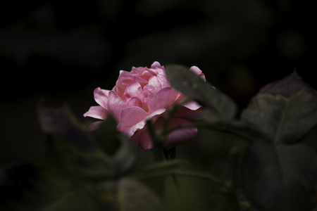 Pink Roseの写真素材