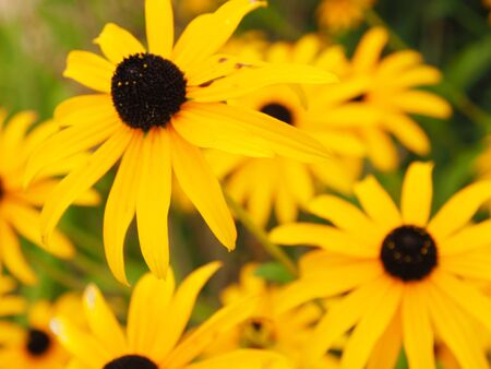 yellow daisy flowersの写真素材