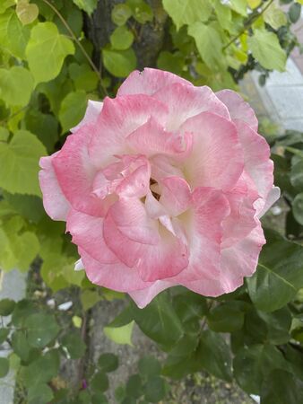 close up of pink rose petalsの写真素材