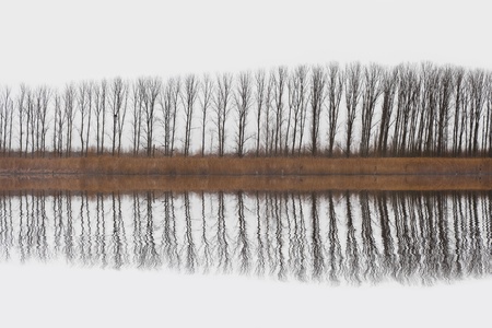 Row of trees reflection over a white background