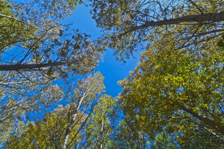 tops of the trees from the ground
