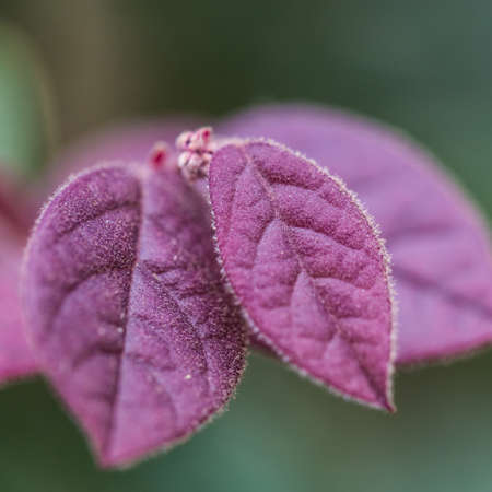 Red woodenの写真素材