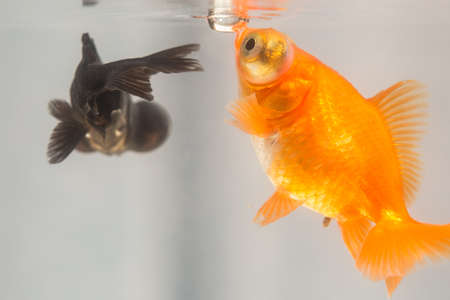 goldfishの写真素材