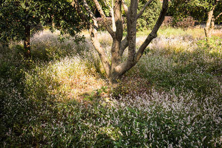 Polygonum hydropiperの写真素材