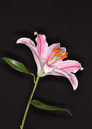 Lily flowerの写真素材