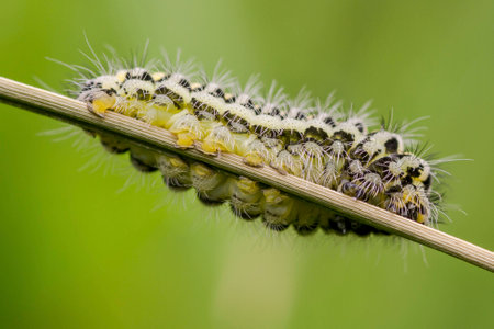 Caterpillarの写真素材