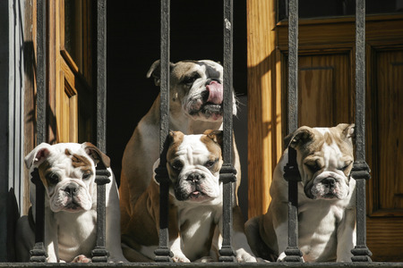 Bulldogsの写真素材