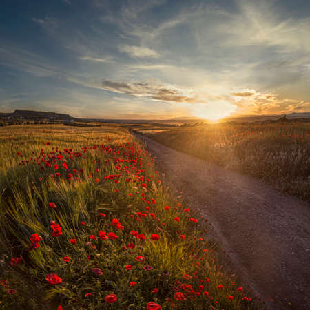 poppy path at sunset with a cloudy sky square formatの写真素材