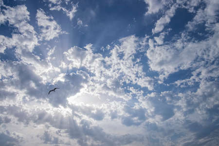 rays of sun rising through a cloudy blue sky with a seagull flying backlighting