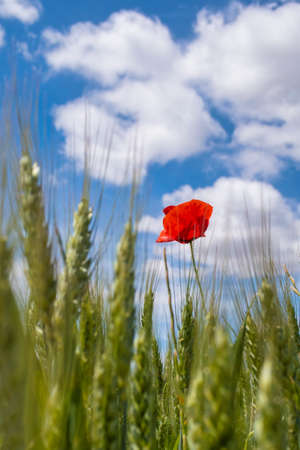 a lonely poppy in a field of green wheat ready for harvest against a sunny sky with some clouds, selective focus, verticalの写真素材