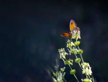 an orange butterfly with its wings open on a plant with green flowers about to start flying, selective focus on the butterfly, dark blue background blurred with a subtle bokeh, horizontalの写真素材