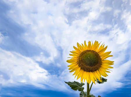 low view of a sunflower in blossom against a blue sky with clouds in the background, selective focus on the flower, horizontalの写真素材