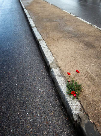group of poppies growing on the side of a road, concept of resilience, adversity, survival and determination, verticalの写真素材