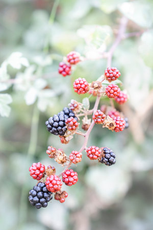 close up of a branch of a blackberry bush with red and black berries with selective focus on the red berries, blackberries, verticalの写真素材