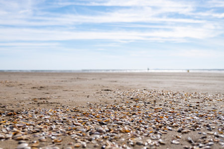 shore of a beach with the sea in the background very out of focus and in the foreground shells of...