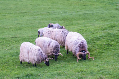 herd of sheep and rams grazing in a green pasture, sheep with white wool and black face, lacha or latxa breed, selective focusの写真素材