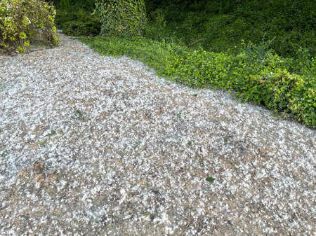 a park floor completely covered with pollen, pollen allergy problems in springtime, horizontal