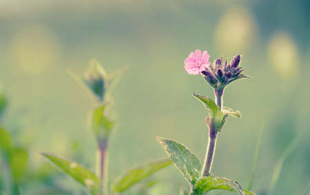 small pink wildflower, bathed by the morning dew drops, selective focus with a green blurred background, copy spaceの写真素材