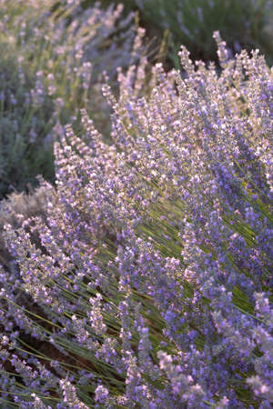 texture of lavender flowers in bloom, close up of lavender flowers, vertical, purple flower...