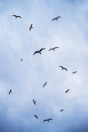 a group of seagulls flying in different directions over a blue sky, vertical