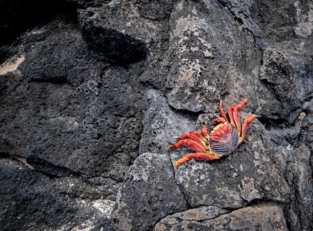 moulting of a red rock crab shell on a black volcanic rock, copy space, grapsus grapsus, horizontalの写真素材