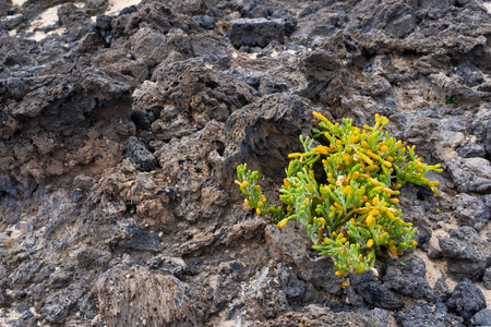 tetraena fontanesii plant, sea grape growing among volcanic rocks, succulent plant of zygophyllaceae family in a beach rocks of Lanzarote, copy spaceの写真素材
