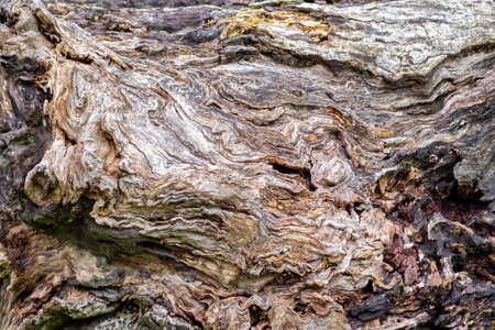 textured tree bark, wood texture, showcasing intricate natural patterns, swirls, and earthy tones of...