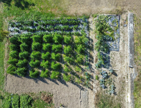 aerial view of a vegetable garden seen from above with tomato plants, cucumber plants, pumpkins and...