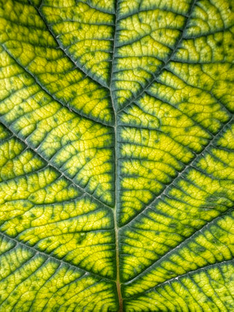 detail of the nerves of a green and yellow leaf, texture of a leaf, pinnate leaf with a central vein or main nerve, from which secondary veins emerge, verticalの写真素材