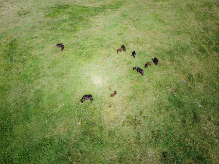 Aerial view of a green pasture with a scattered group of donkeys grazing. The lush grass and natural environment create a peaceful rural scene, ideal for agriculture and countryside conceptsの写真素材