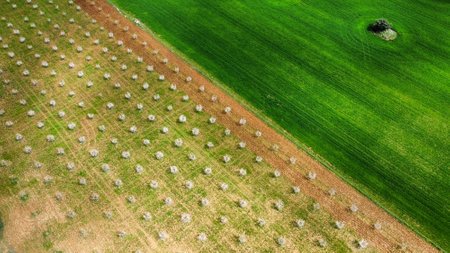 aerial view of a plantation of almond trees in bloom and a green cereal crop, with a diagonal compition, drone viewの写真素材