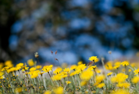 selective focus of a small wild flower in the middle of a huge meadow full of yellow wildflowers, spring texture, flowery background, Glebionis coronariaの写真素材