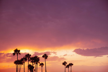 Vibrant sunset sky with dramatic purple and orange tones above a row of palm trees, capturing a tranquil and tropical summer evening atmosphereの写真素材