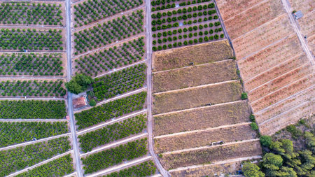 Aerial view of agricultural fields with green and dry crop areas divided by dirt paths, showcasing...