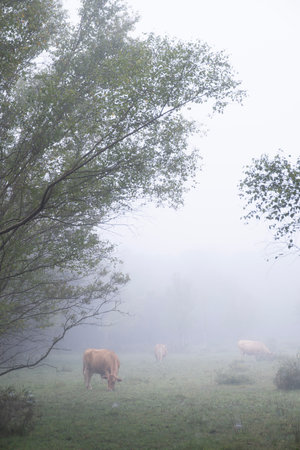 Cattle herd grazing in a foggy field framed by dark forest trees on a misty morning, the rural scene...