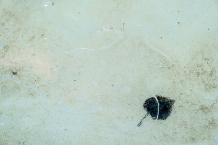 Macro shot of a dark dried leaf trapped under a thin, cracked layer of ice on a frozen pond....