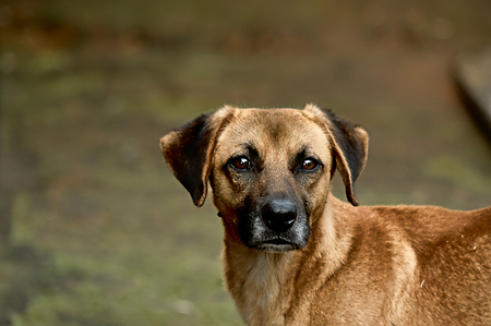 Face dogの写真素材