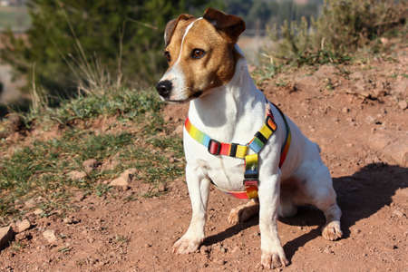 Jack Russell sitting watching, expectantlyの写真素材