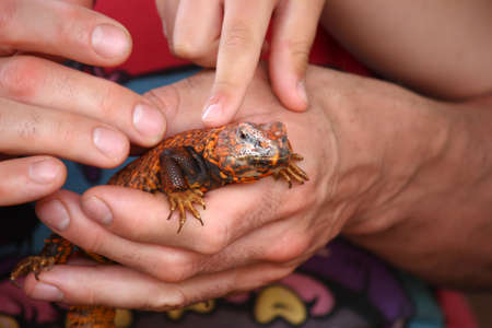 Red lizard, in the hands of a personの写真素材