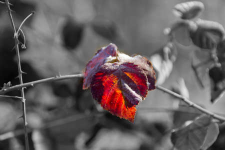 Colored orange leaf on black and white backgroundの写真素材