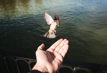 Small bird perching on a man's hand with water in the backgroundの写真素材