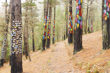 Painted trees on the forest of Oma, Urdaibai Biosphere Reserve, Biscay, Spain.の写真素材