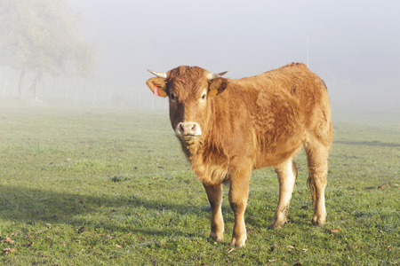 Limousin cow in the meadow in a very misty morning. Limousin are a breed of beef cattle originating from the Limousin region of France.の写真素材