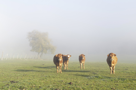 Limousin cow in the meadow in a very misty morning. Limousin are a breed of beef cattle originating from the Limousin region of France.の写真素材