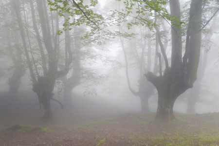 Mysterious forest in a very misty morning. Green spring leaves on the Belaustegi beech forest, Biscay, Basque Country, Spain.の写真素材