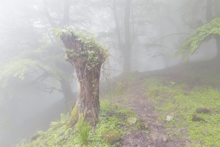 Mysterious forest in a very misty morning. Green spring leaves on the Belaustegi beech forest, Biscay, Basque Country, Spain.の写真素材